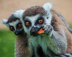 Knockhatch Adventure Park
